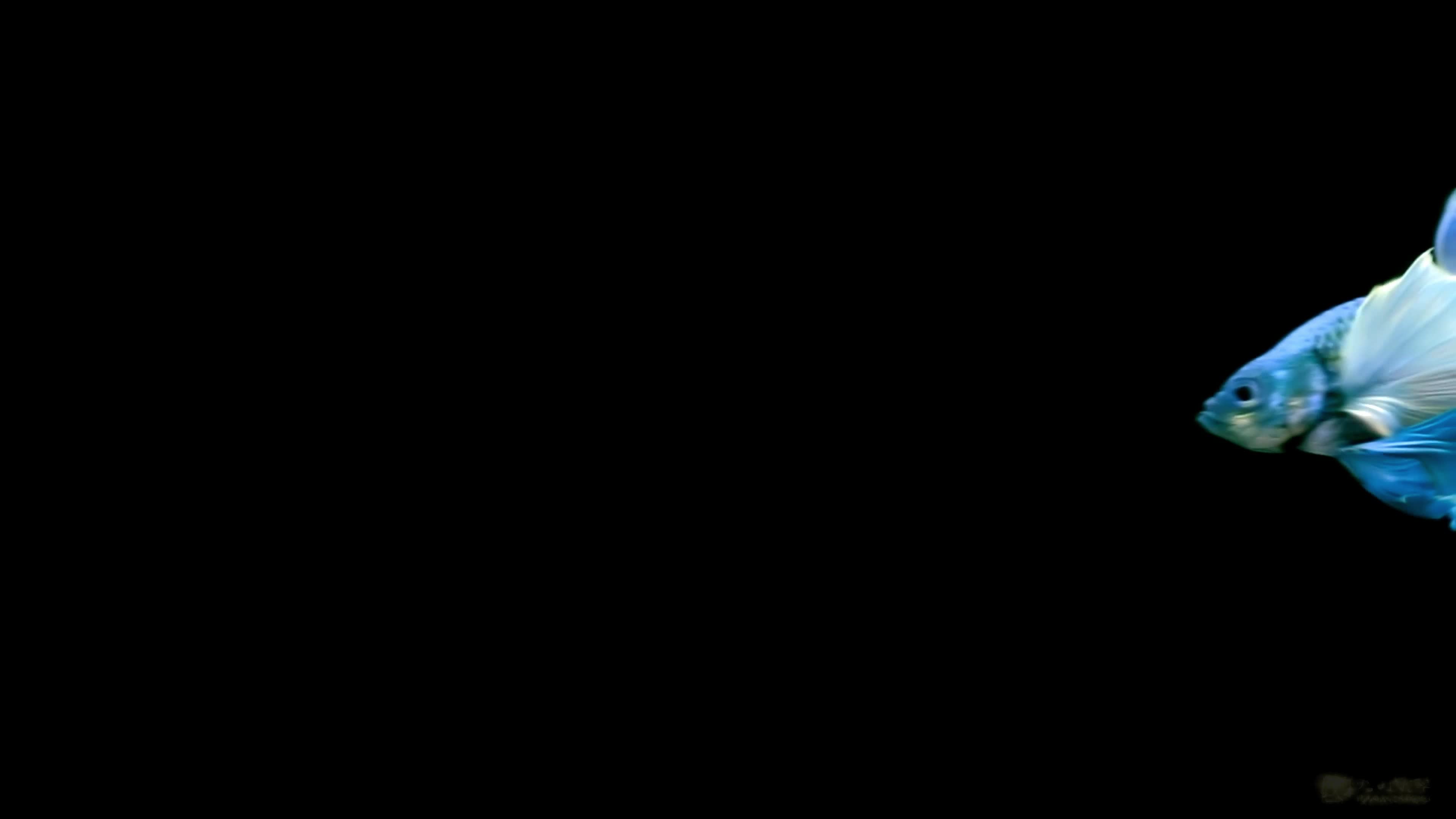 599966